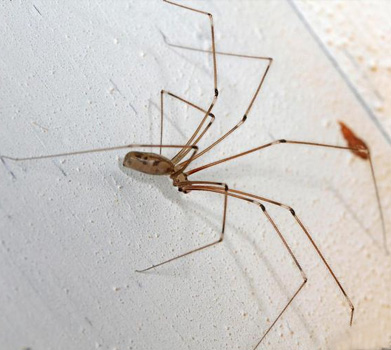 Cellar spider