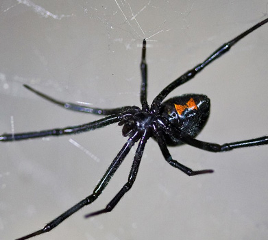 Black widow spider