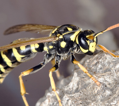 Frequent presence of the wasps and hornets in and around your house