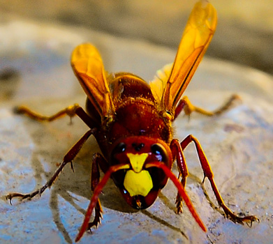 Spotting of a wasp/hornet nest in your garden or yard