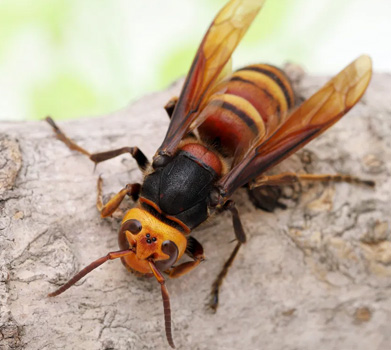 Getting bitten by a poisonous insect near your house