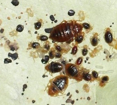 Bed Bug Pest Control and Treatment Service in Waterloo, ON